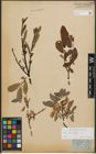 Foto von Salix phylicifolia L.